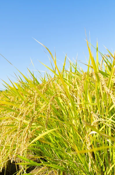 Rice ripe — Stock Photo, Image