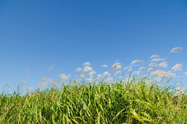 Hemel en gras in de herfst — Stockfoto