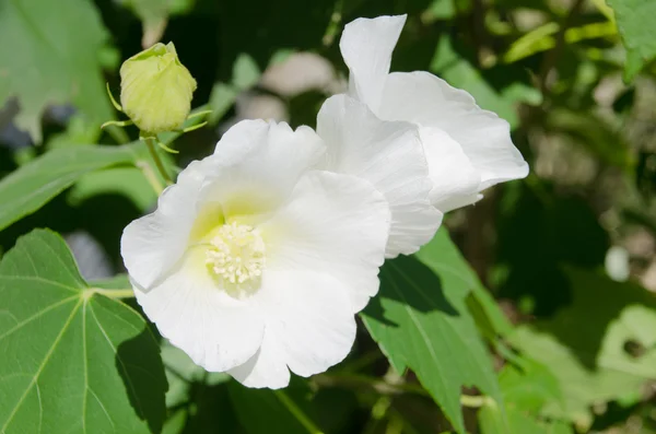 Flowers of white confederate rose — Stock Photo, Image
