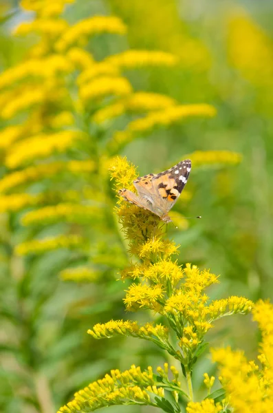 Brush-footed butterfly on goldenrod — Stock Photo, Image