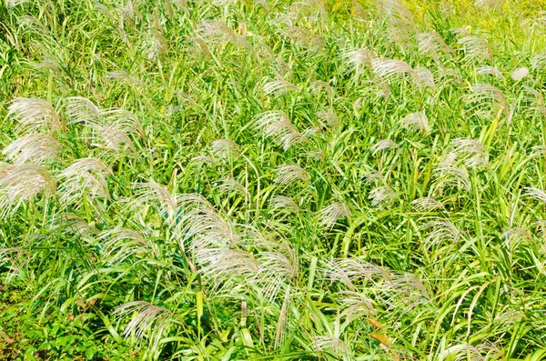 Silver grass in autumn — Stock Photo, Image