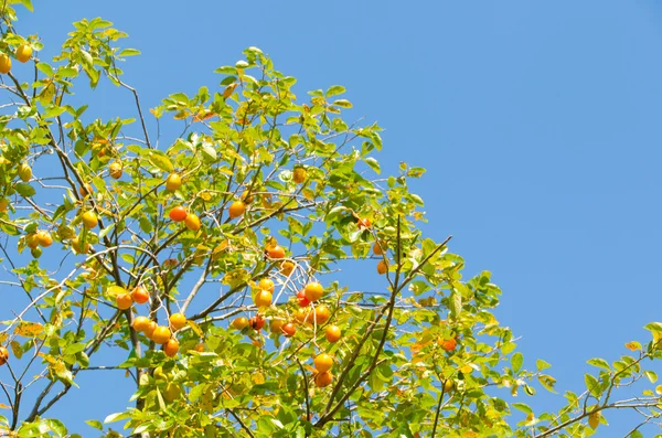 Persimmon fruit is ripe — Stock Photo, Image