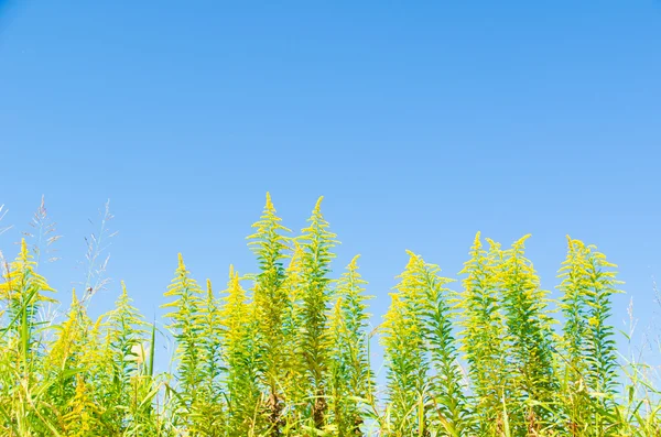 Blauer Himmel und Goldrute — Stockfoto