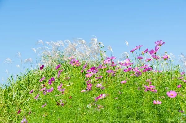 Cielo azul y cosmos flores y hierba plateada —  Fotos de Stock