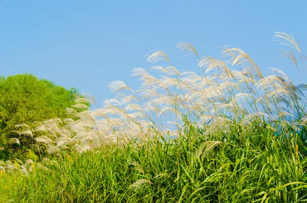 Hemel en zilveren gras in de herfst — Stockfoto