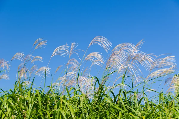 Sky and grass in autumn — Stock Photo, Image