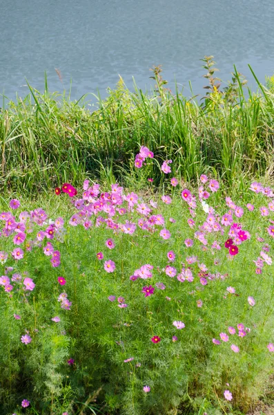 Cosmos flowers and grass — Stock Photo, Image