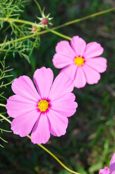 Cosmos çiçek — Stok fotoğraf