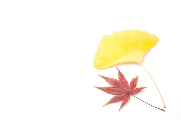 Feuilles d'érable et de ginkgo — Photo