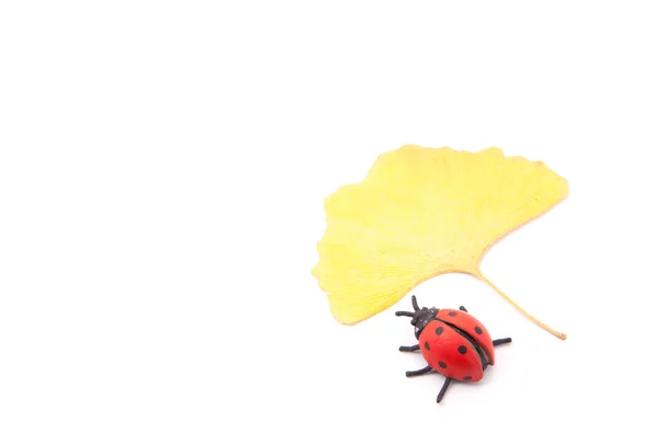 Ladybug и листья гинкго — стоковое фото