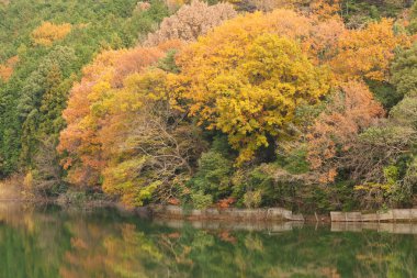 sonbahar orman ve su birikintisi