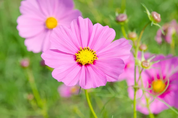 Flor del cosmos — Foto de Stock