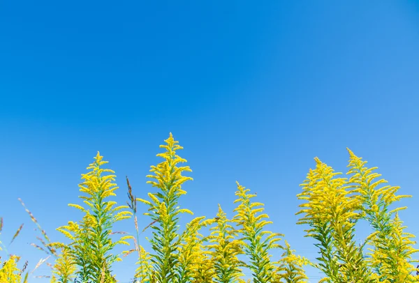 蓝蓝的天空和一枝黄花 — 图库照片