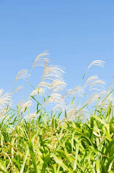 Cielo y hierba de plata en otoño — Foto de Stock