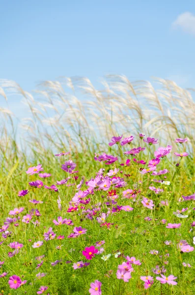 Cosmos flores y hierba de plata —  Fotos de Stock