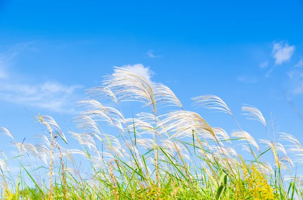 Cielo y hierba de plata en otoño — Foto de Stock