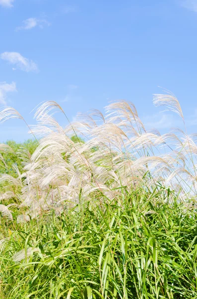 Silver grass in autumn — Stock Photo, Image