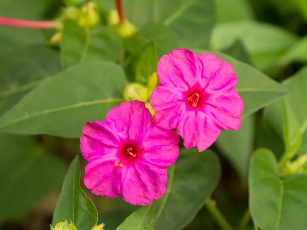 Flowers of four-o'clock — Stock Photo, Image