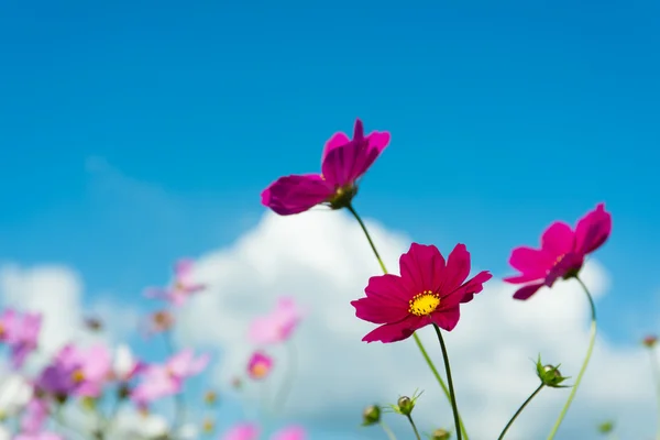 Cosmos flores — Fotografia de Stock