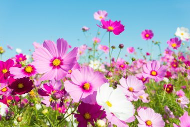 cosmos flowers clipart