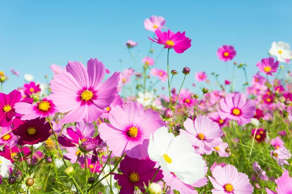 Cosmos flores — Foto de Stock