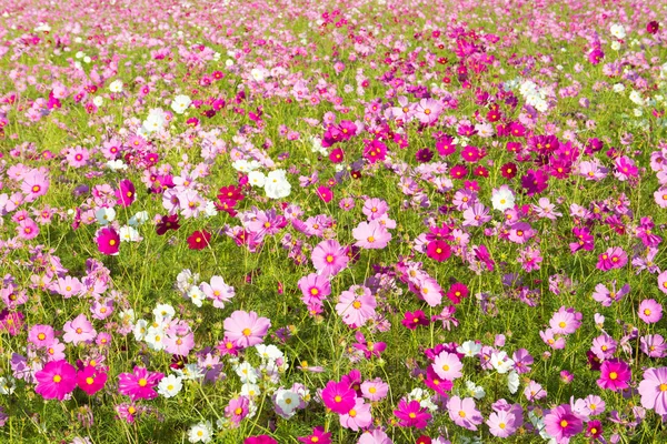 Cosmos flowers — Stock Photo, Image