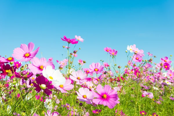 波斯菊花海 — 图库照片