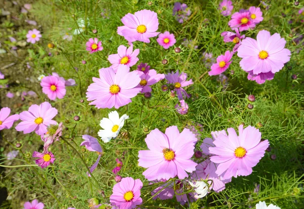 Cosmos flores — Foto de Stock