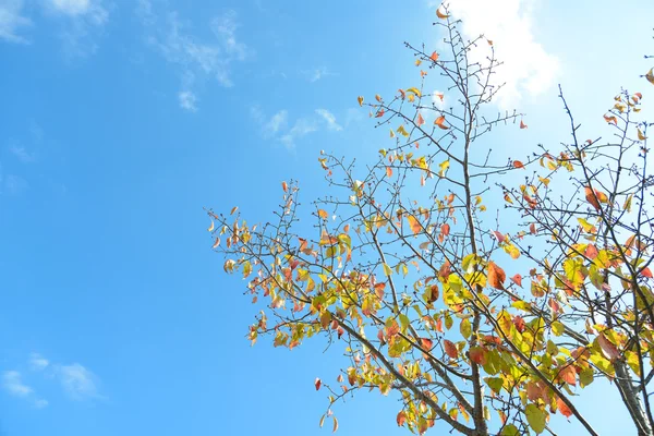 Blauer Himmel und ein Kirschbaum im Herbst — Stockfoto
