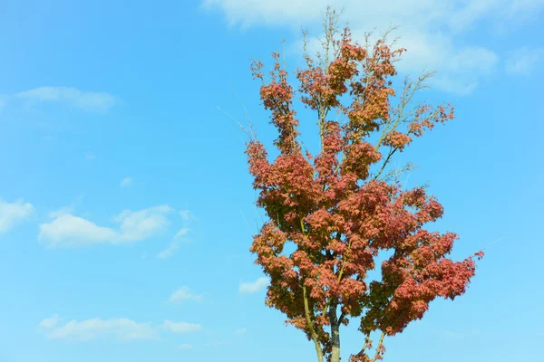 Ahorn Baum, der bevorstehenden Herbst Blätter — Stockfoto