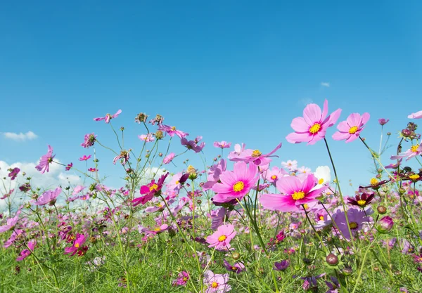 コスモスの花 ストックフォト