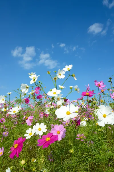 Cosmos flores — Fotografia de Stock