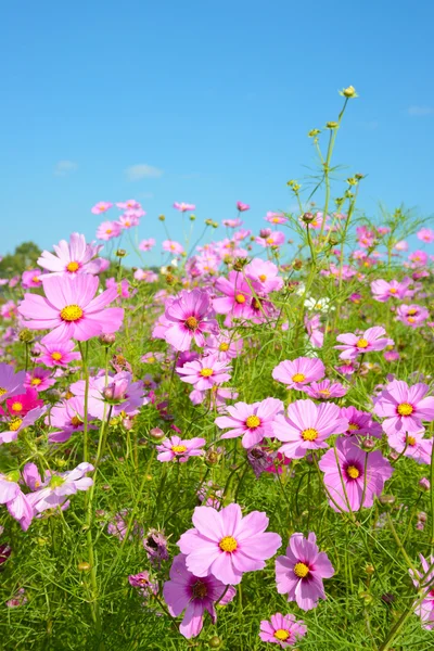 Kosmos Blumen — Stockfoto