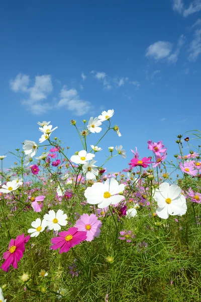 Kosmos bloemen — Stockfoto