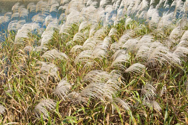 Srebrny traw w jesieni — Zdjęcie stockowe