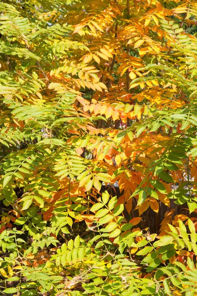 Blend of leaves turning yellow — Stock Photo, Image