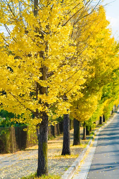 Ginkgo деревья на пути, чтобы стать желтые листья — стоковое фото