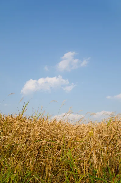 Blue sky and hay — Stock Photo, Image