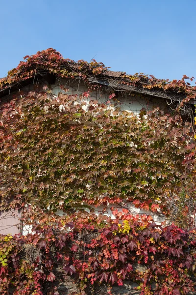 Efeu, den der Herbst an der Wand hinterlässt — Stockfoto