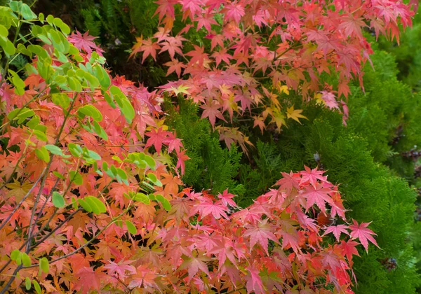 Осенние листья и вечнозеленое дерево — стоковое фото