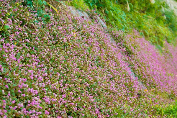 Blüten von Polygonum — Stockfoto