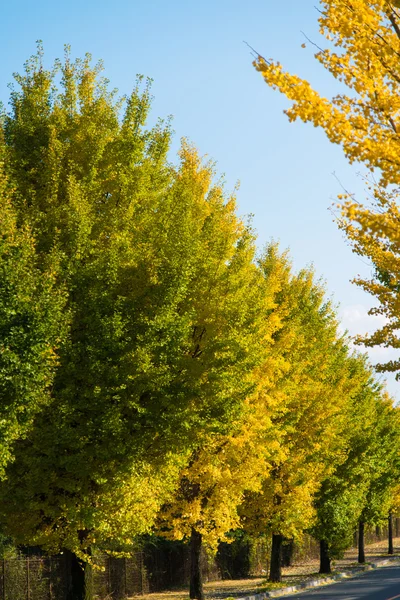 Ginkgo drzew na drodze, aby stać się żółte liście — Zdjęcie stockowe
