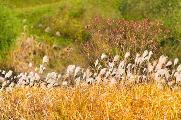 Silbergras im Herbst — Stockfoto