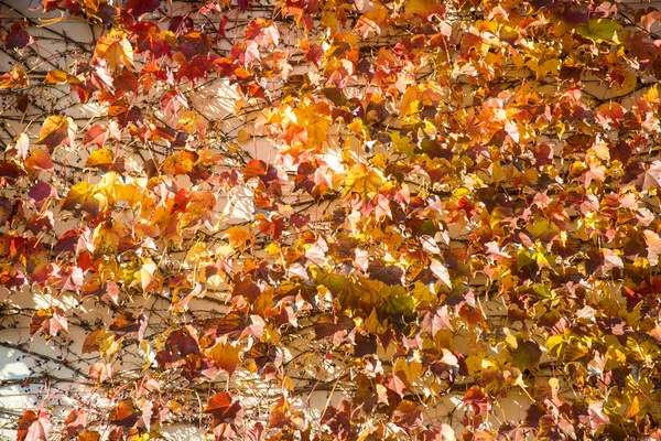 Edera che l'autunno lascia sul muro — Foto Stock