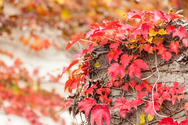 Ivy herfstbladeren dat op de muur — Stockfoto