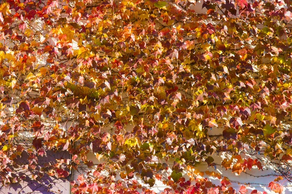 Břečťan, že podzimní listí na zdi — Stock fotografie