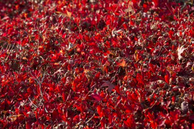 yapraklar sonbaharda ağaç Close-Up