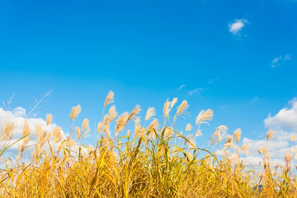 Srebro trawa na jesień — Zdjęcie stockowe
