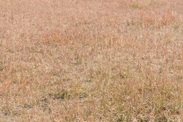 Field where grass is dead in winter — Stock Photo, Image