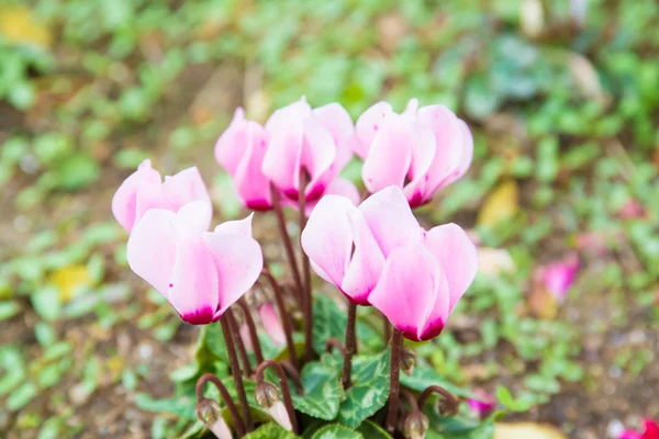 Flower of cyclamen — Stock Photo, Image